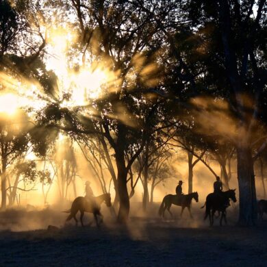 chevaux paysage